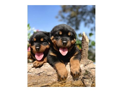 Koca Kafa Rottweiler Yavrular