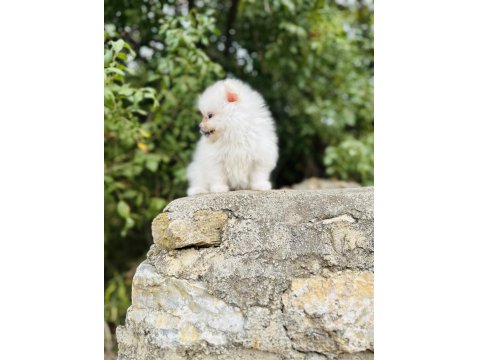 Ruhsatlı İşletmeden Her Renk Pomeranian Boo