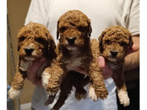 Harika Poodle Minikler