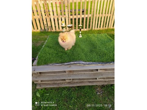 3 Aylık Sevimli Pomeranian Yavrularımız