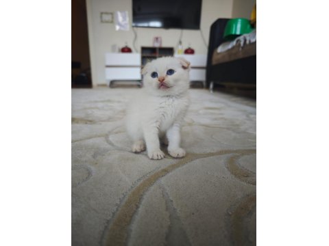 British Siyam Melezi Kediler