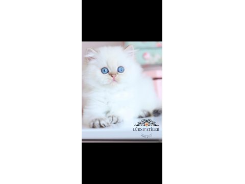 İpeksi Tüylü Silver British Longhair