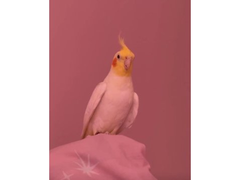 Çok Konuşkan Erkek Sultan Papağanı