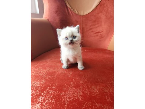 British Shorthair Blue Point
