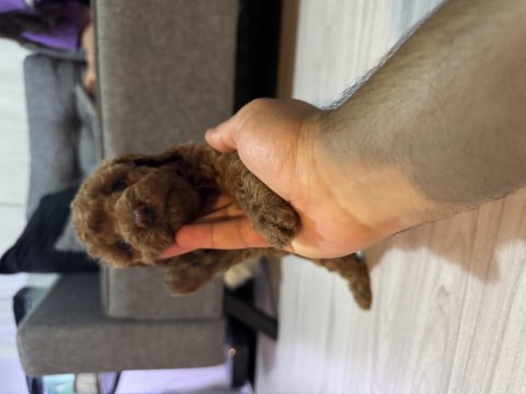 Dişi Poodle Prenses İzmir