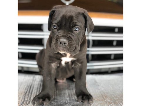 Cane Corso Üst Kalite Yavrular