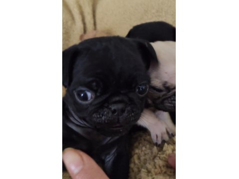 Orjinal Safkan A+ Kalite Pug Mops Yavrular