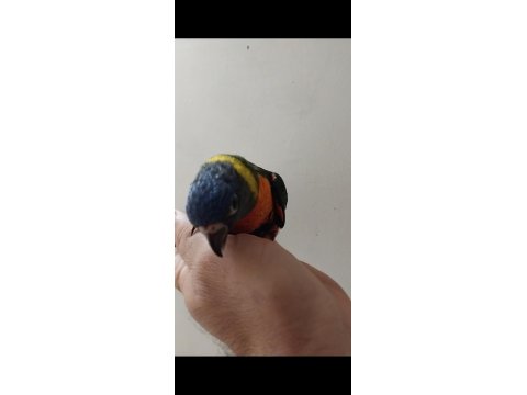 Lori Papağanı Bebek