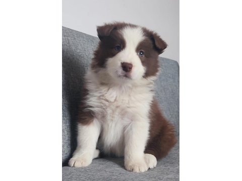 Sağlıklı Safkan Border Collie Bebekler