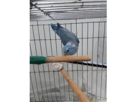 Kızgın İsim Bilezikli Forpus