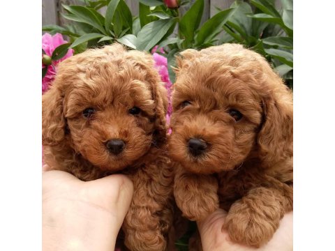 Toy Poodle Efsane Yavrular