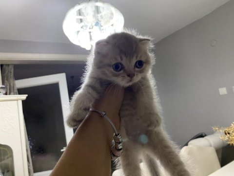 Scottish Fold Güzelliklerime Yuva Arıyorum