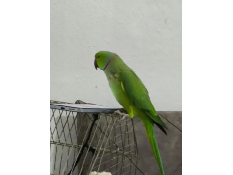 Artist Pakistan Papağanımız Yeni Sahibini Bekliyor