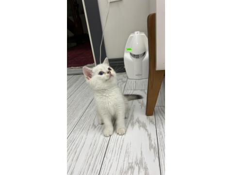 Dişi British Shorthair Silver Point Mavi Göz