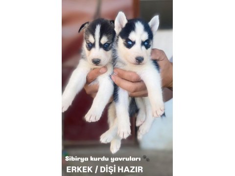 Mavi Göz Kızıl Siyah Beyaz Husky Bebek Köpekler