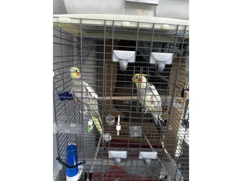 Takım Sultan Papağanı