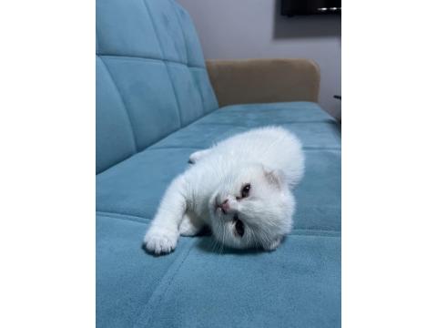 Scottish Fold Yavru