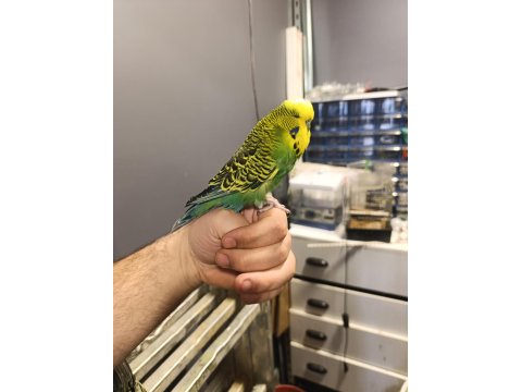 Show Muhabbet Kuşu 2025