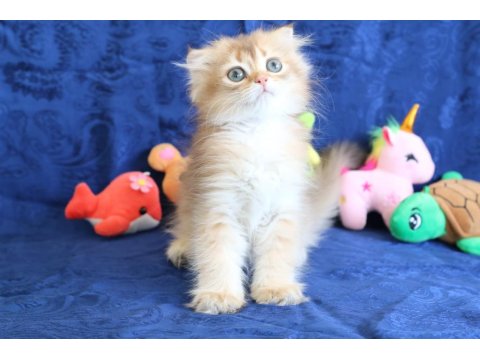 Sevimli Scottish Fold Bebekler Yeni Yuvasını Arıyor