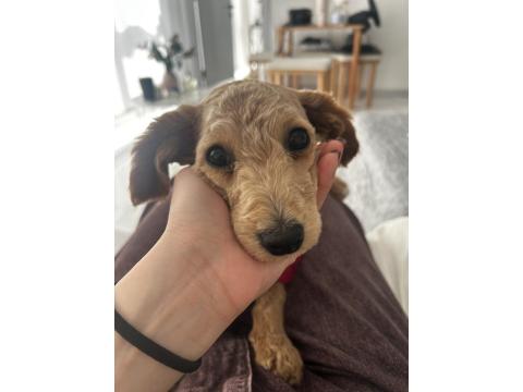 6 Aylık Yavru Maltipoo Köpeğimi Sahiplendiriyorum