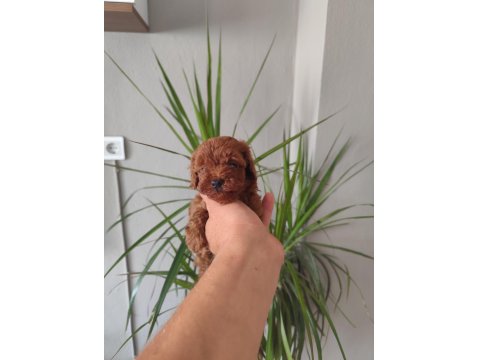 Toy Poodle Bebişler