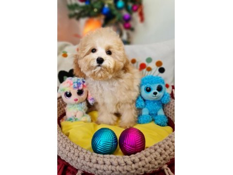 Orjinal Toy Maltipoo Yavrular