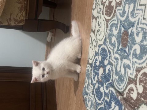 3 Aylık British Shorthair