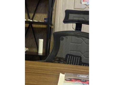 6 Aylık Black Smoke Scottish Fold