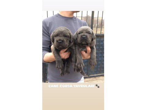 Üst Düzey Cane Corso Yavrularım