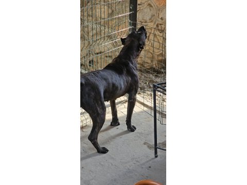 2.5 Yaşında Dişi Presa Canario