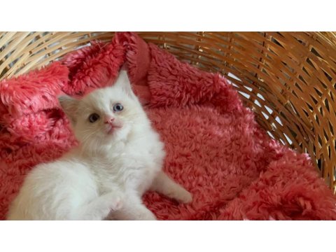 Okyonus Gözlum Ragdoll Kedim