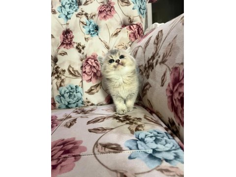 Silver Cream British Shorthair