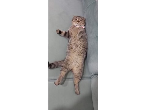 Ücretsiz Kedimiz, İyi Bakılmak Şartı İle Kalıcı Yuva Arıyorum