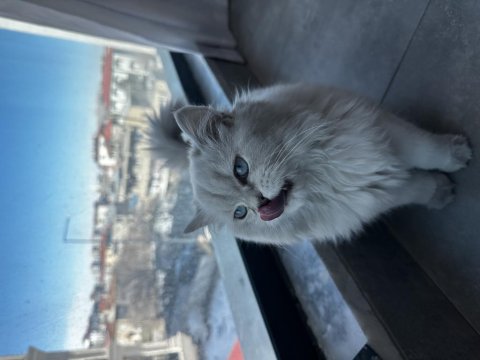 British Longhair Şecereli Cins Kedi