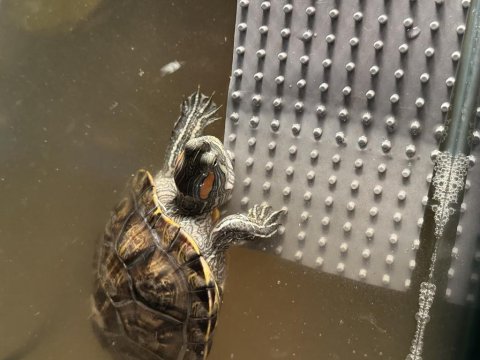 Kırmızı Yanaklı Su Kaplumbağası Acil Sahiplendirme