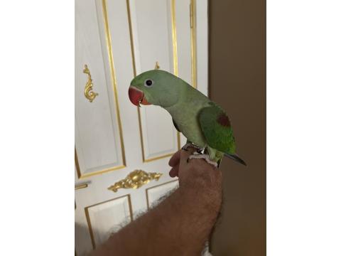 3 Aylık Full Evcil Jumbo Alexander