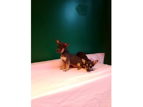 Mükemmel Pinscher Yavrularımız