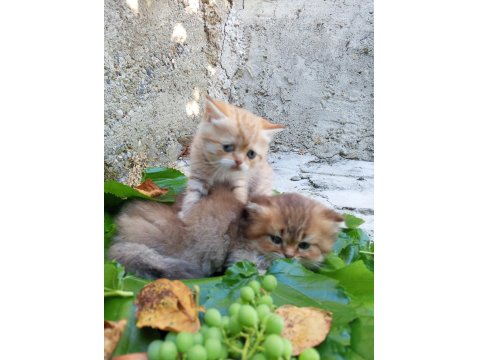 Exotic Shorthair Yavru Kedimiz