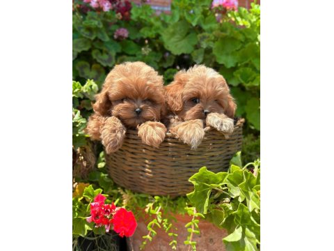 Evinizin Neşesi Maltipoo Bebekler