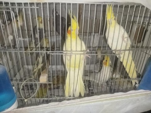 Ev Ortamında Yetişmiş Sultan Papağanlar