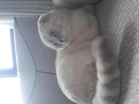 Scottish Fold Erkek Kedimiz