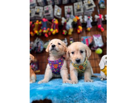 Altın Kalpli Yavru Golden Retriever Yeni Yuvaya Hazır!