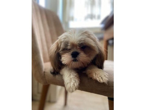 11 Aylık Dişi Shih-Tzu