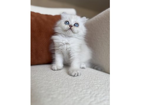 Özel Tip Silver Point British Kedimiz