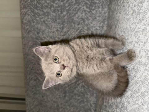 British Shorthair 40 Günlük Dişi