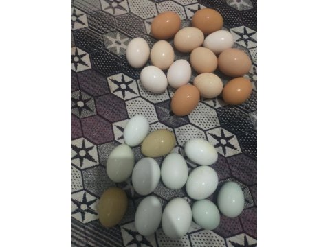 Acil Satılık Tavuklar