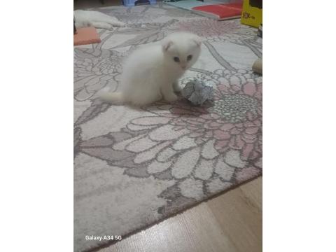 Redpoint Mavi Gözlü Scottish Fold