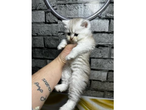 British Longhair Golden Point Dişi