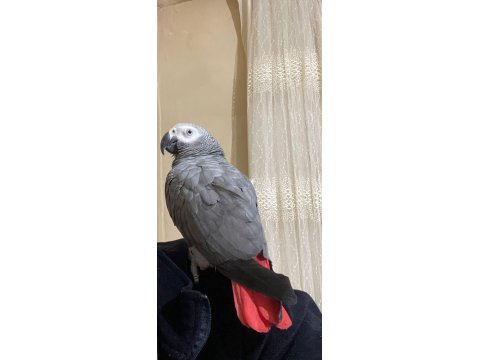 1 Yaşında Jako Papağanı İçin Ulaşın