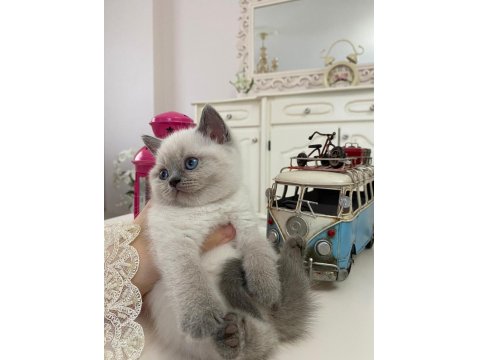 Güzel British Shorthair Bebeklerim